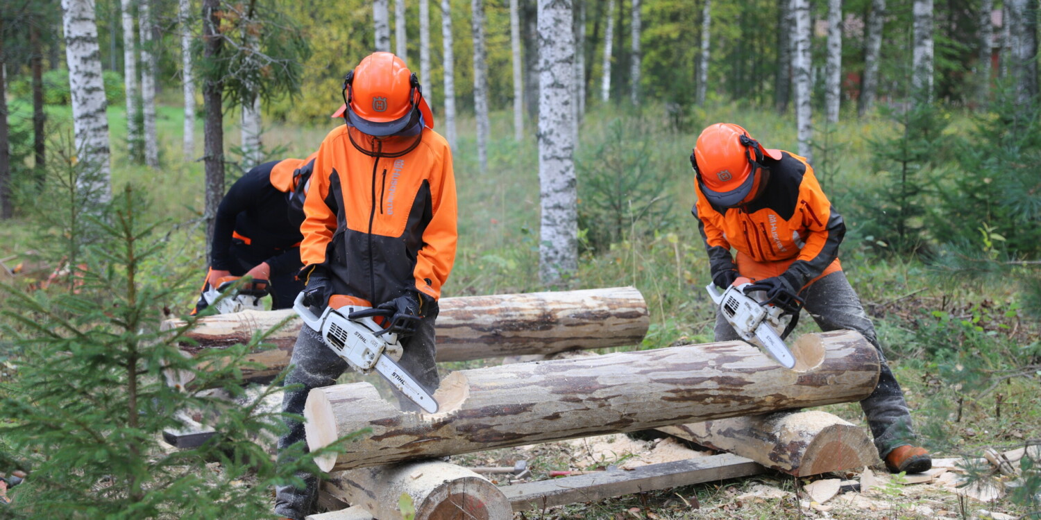 Kaksi metsuriopiskelijaa sahaamassa moottorisahoilla hirttä ulkona.