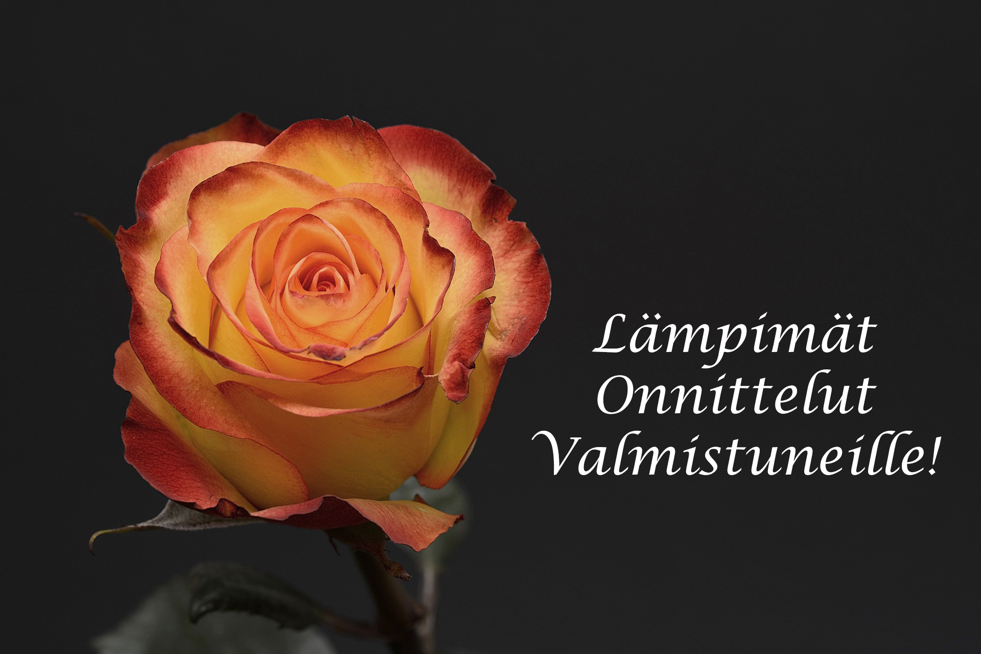 Joulukuussa Valmistuneet Opiskelijat - HAMI