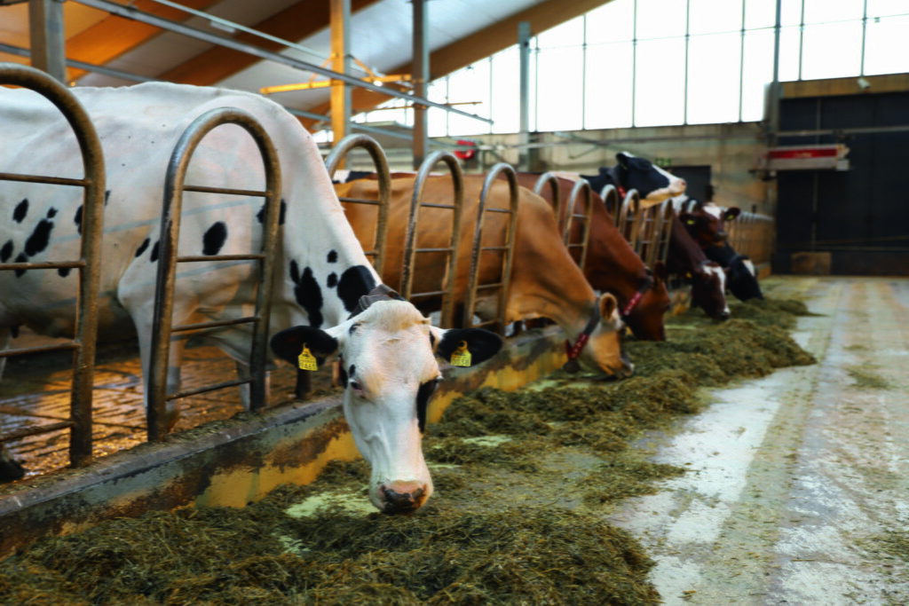 Lehmiä syömässä heinää rivissä navetassa.