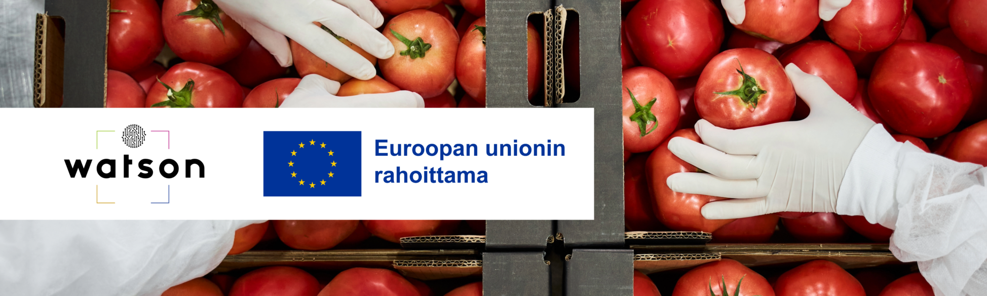 Watson-hankkeen logo. EU:n rahoituslogo. Kädet poimamassa tomaatteja laatikosta suojahanskat päällä.