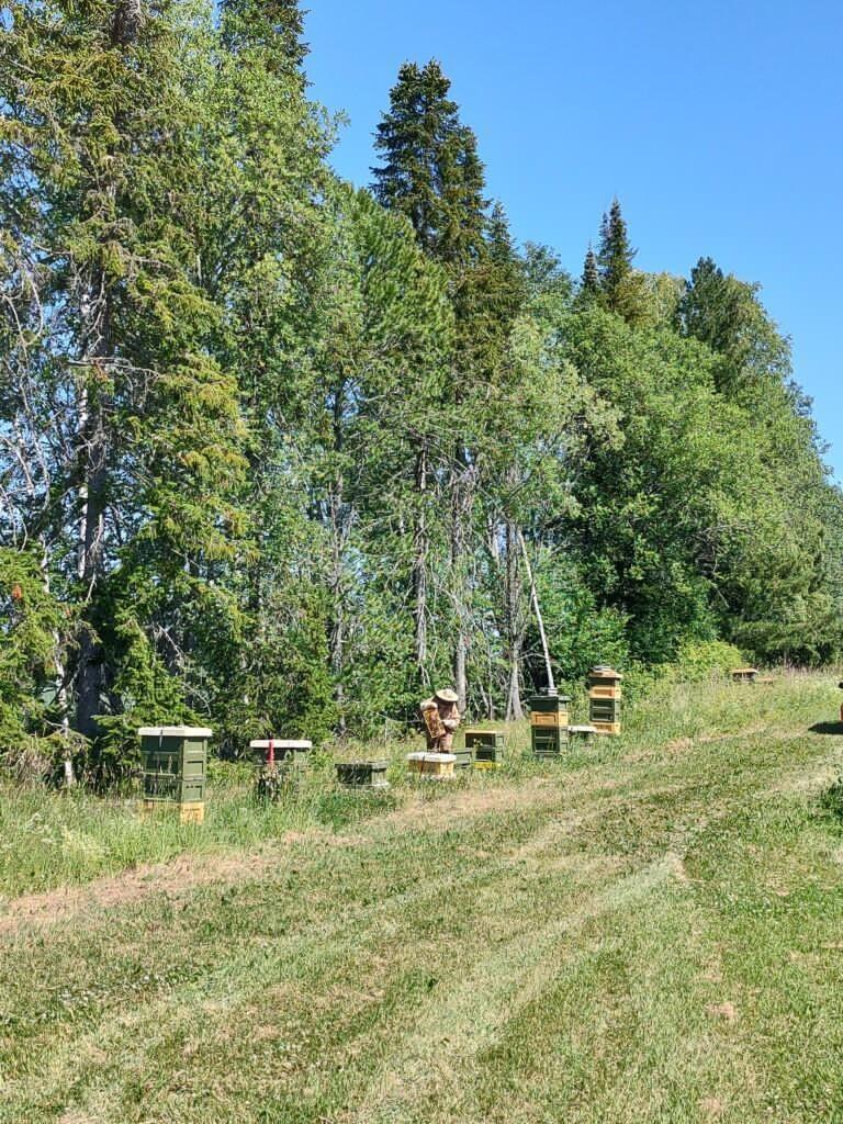 Metsän reuna. Nurmikkoalue. Mehiläispesiä ja niiden hoitaja.