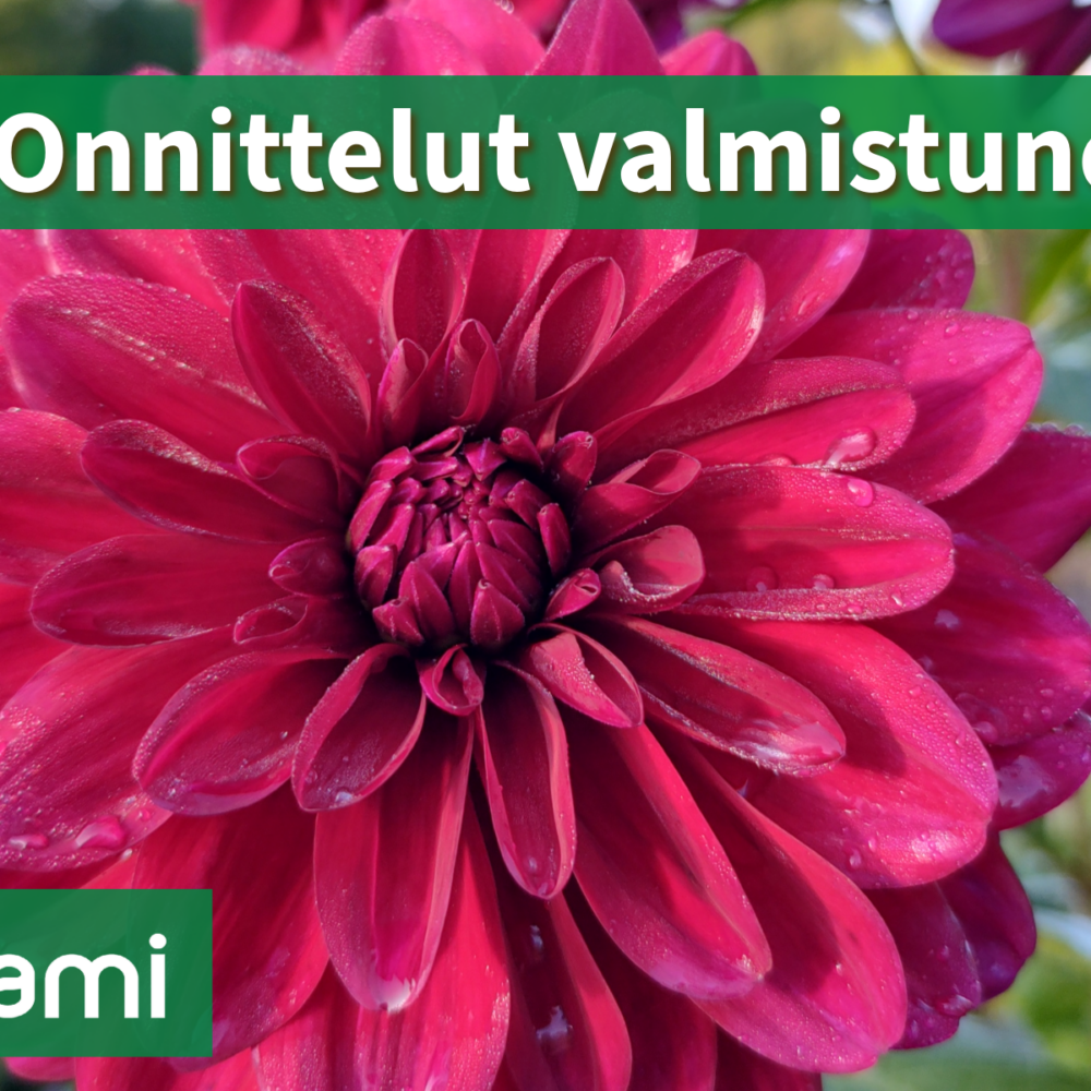 Hämeen ammatti-instituutista valmistui joulukuussa taitavia ammattilaisia eri aloilta