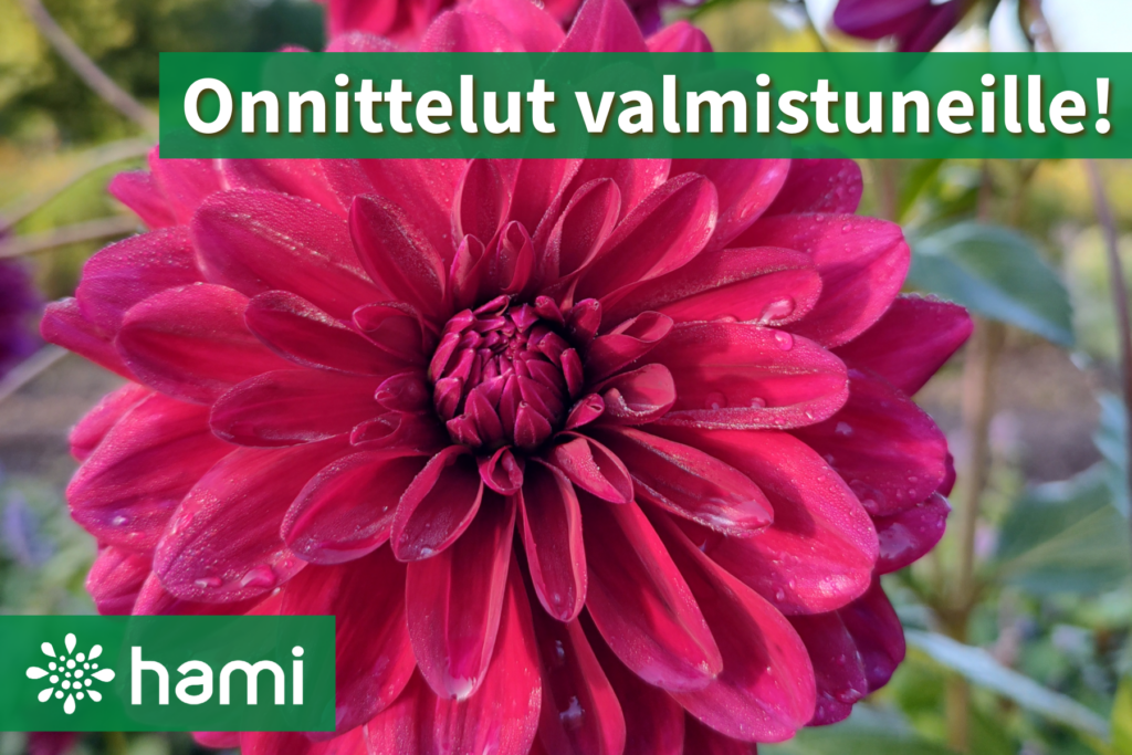 Vuoden 2024 viimeisenä valmistumispäivänä Hämeen ammatti-instituutista valmistui taitavia alansa ammattilaisia