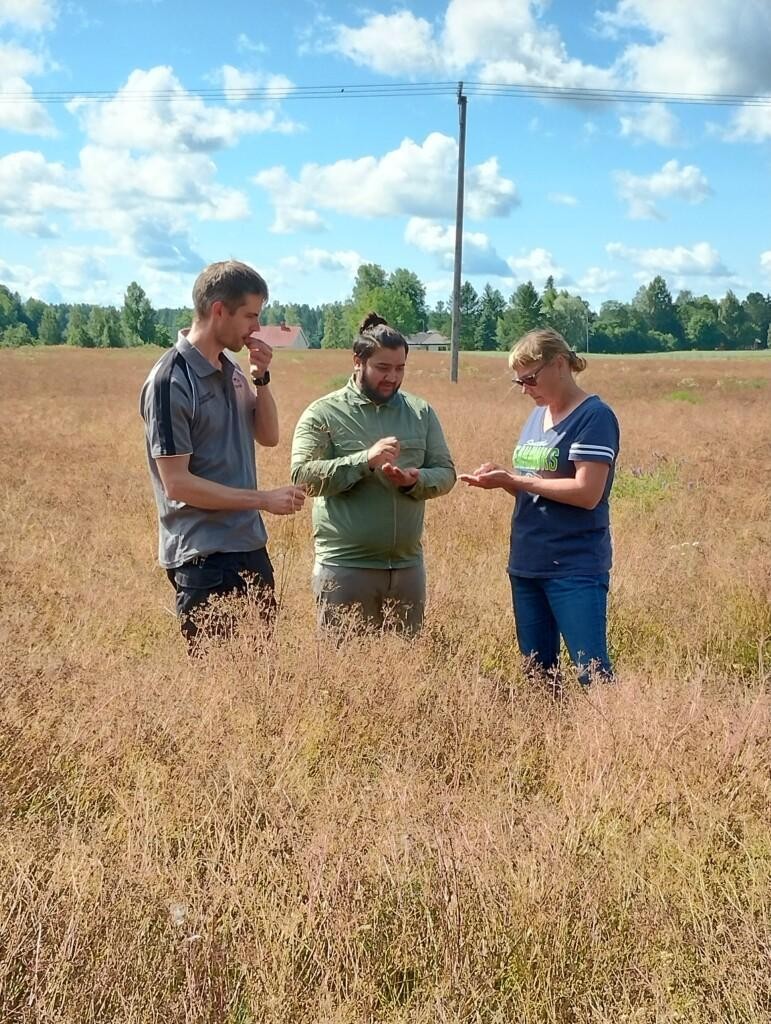 Kesä. Nainen ja kaksi miestä seisovat pellolla ja tutkivat viljaa. 