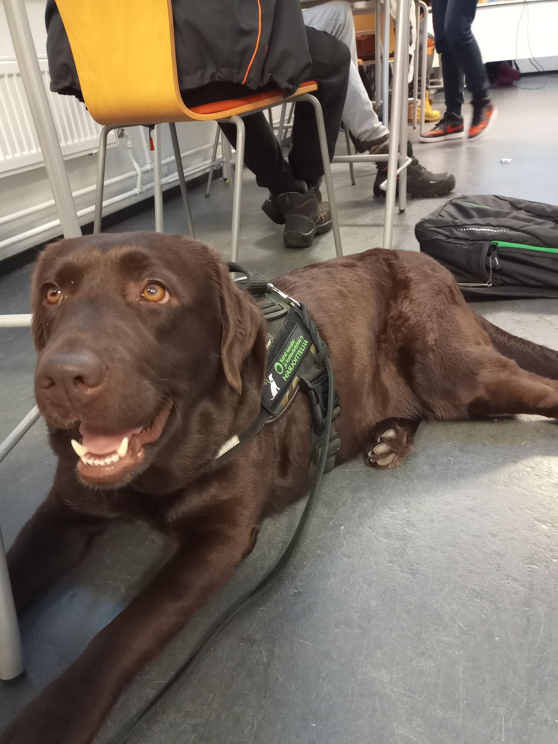 Labradorinnoutaja makaa lattialla.