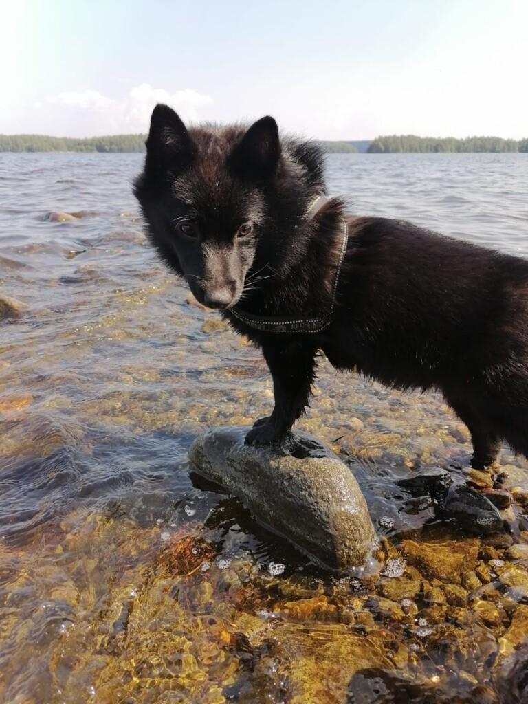 Tummavärityksinen schipperke-koira seisoo rantavedessä.