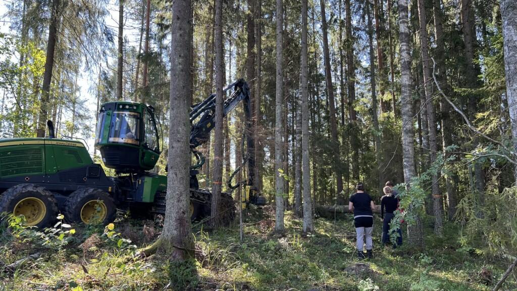 Metsäkon metsässä.