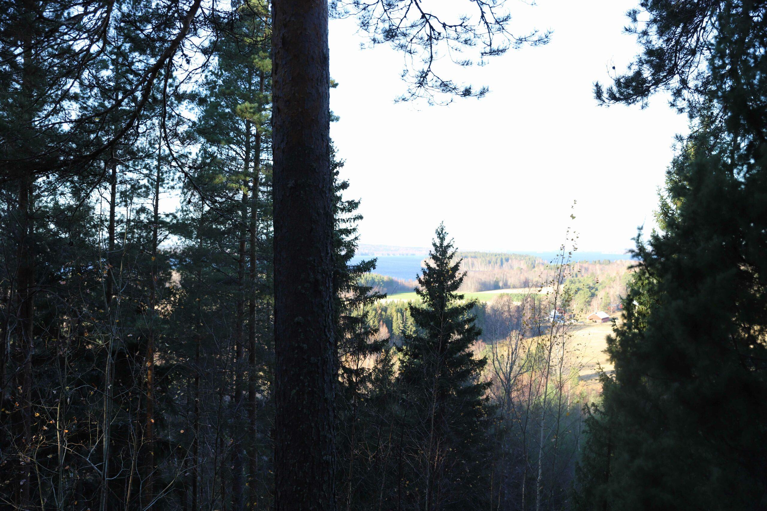 Maisemakuva. Edustalla varjoisa puita. Kaukana näkyy järvimaisema.