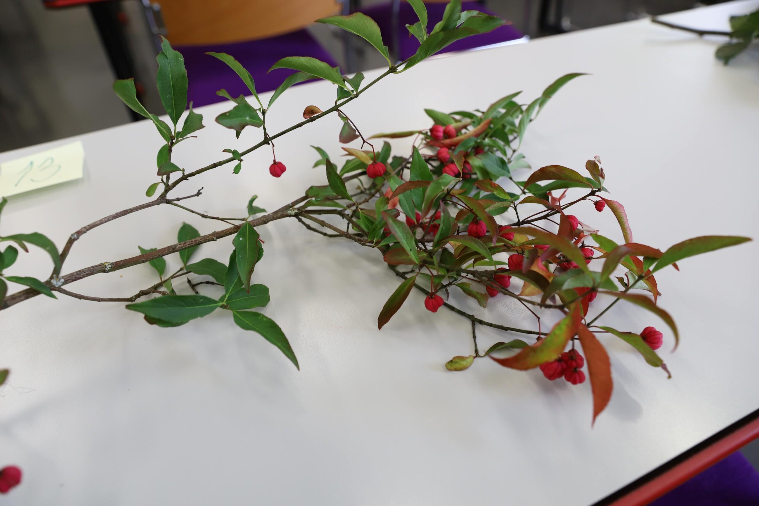 Lehtipuun oksa pöydällä. Suipot lehdet. Punaiset marjat.