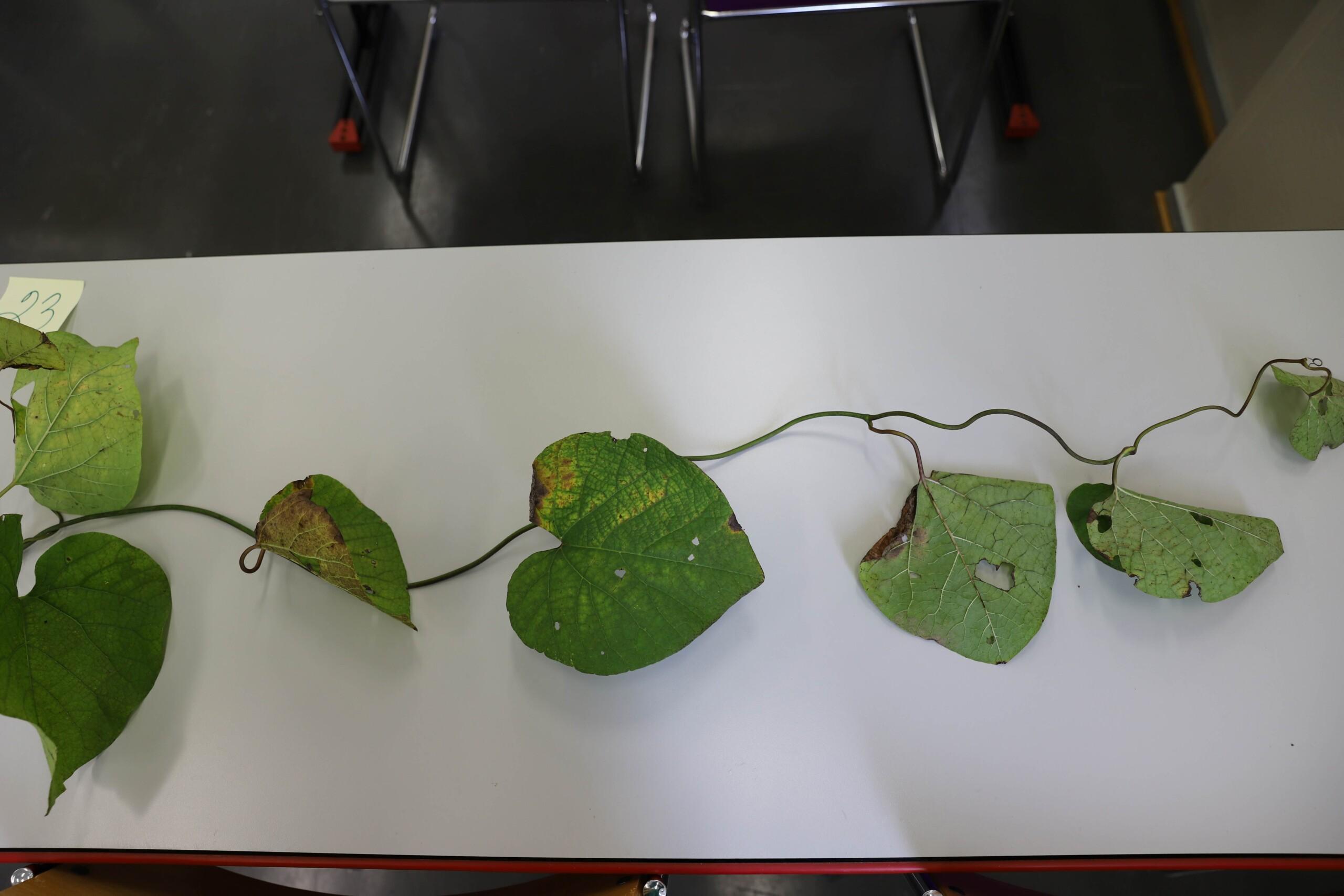 Köynnöskasvi. Isot sydämenmalliset lehdet.