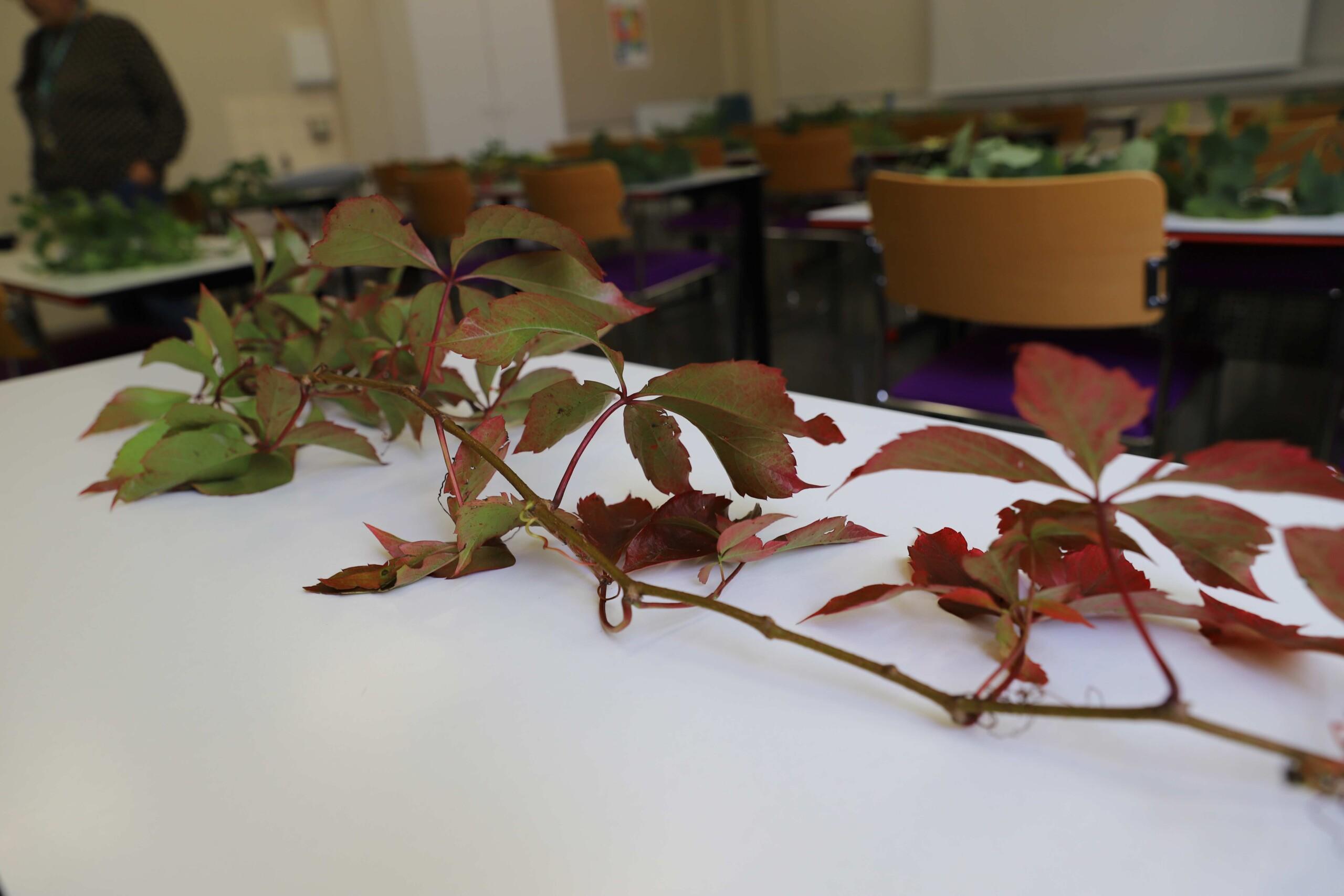 Viiniköynnöskasvi. Syksyn värjäämät lehdet.