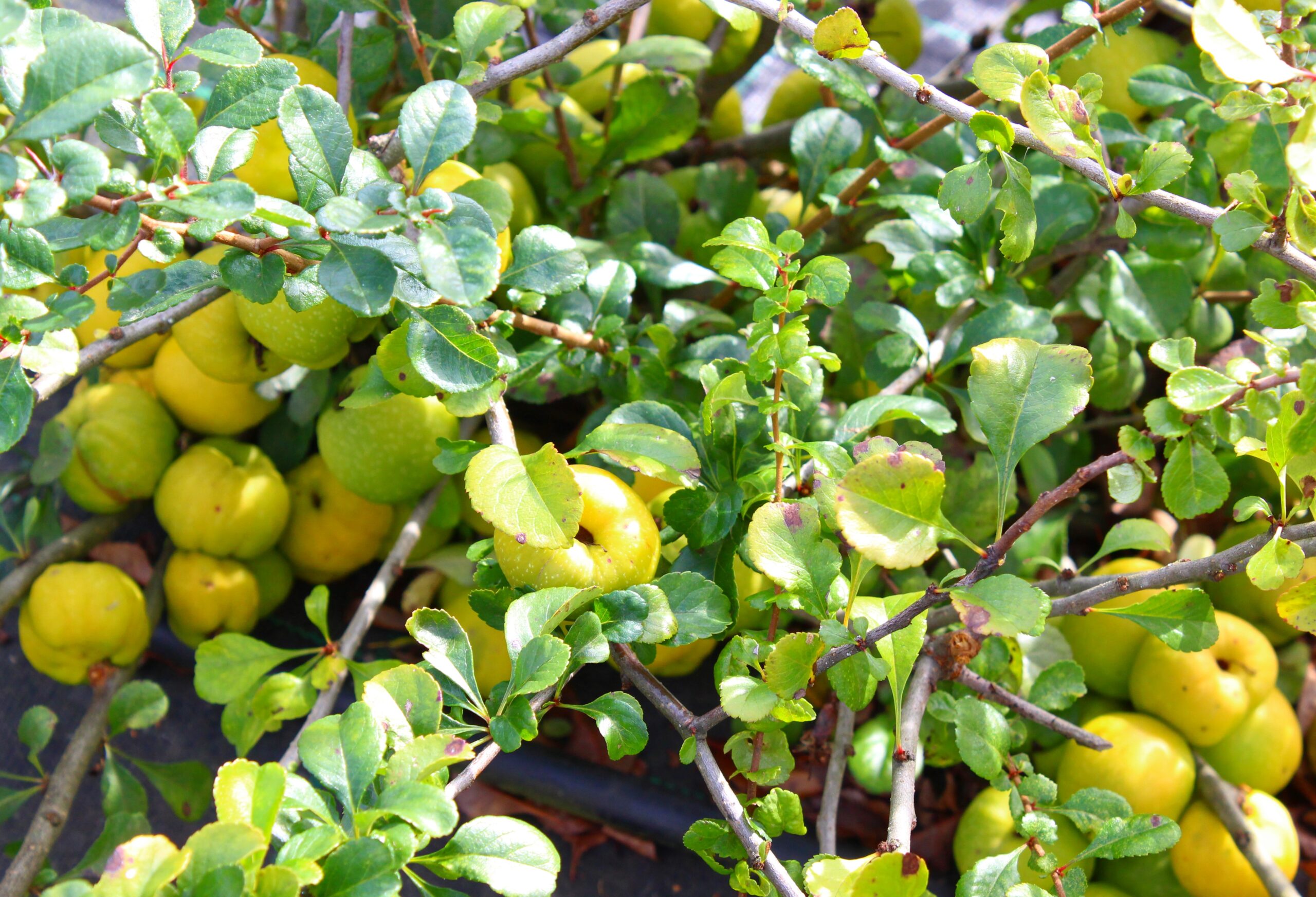 Ruusukvittenipensas.