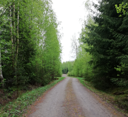 Maantie, jota vehreä metsä reunustaa.