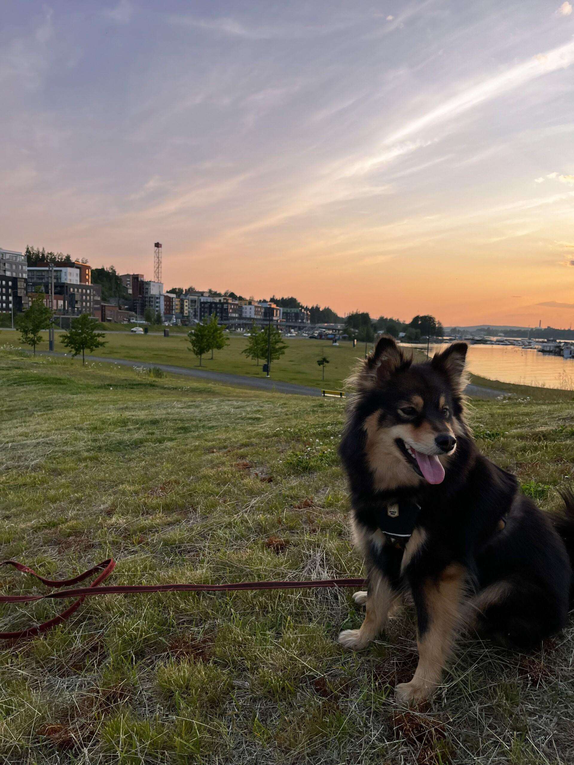 Koira istuu ruohikolla. Auringonlasku. Taustalla kaukana kerrostaloja.