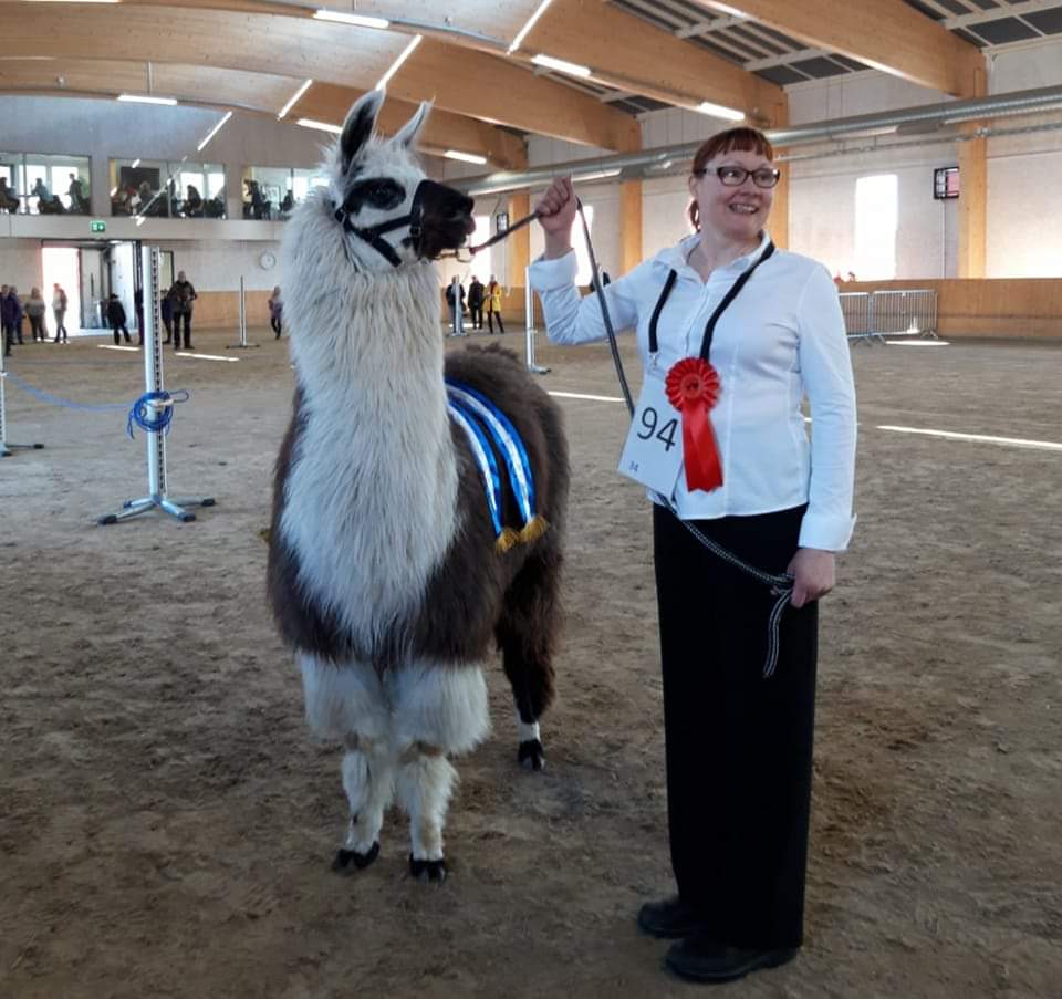Nainen ja laama hiekkakentällä sisätiloissa. Naisella kilpailunumero ja ruusuke paidassa kiinni.